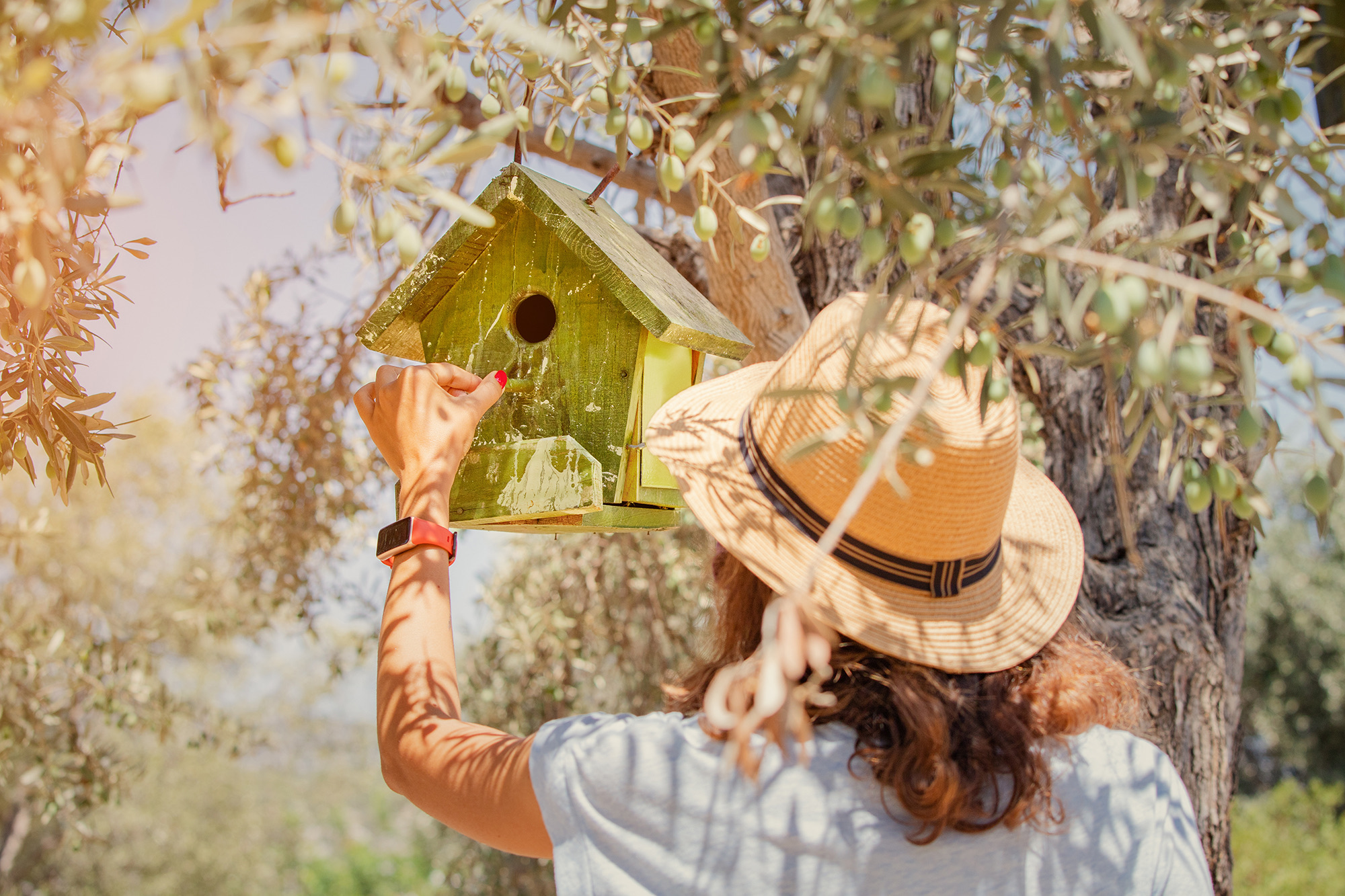 Caring for wildlife among the olive trees