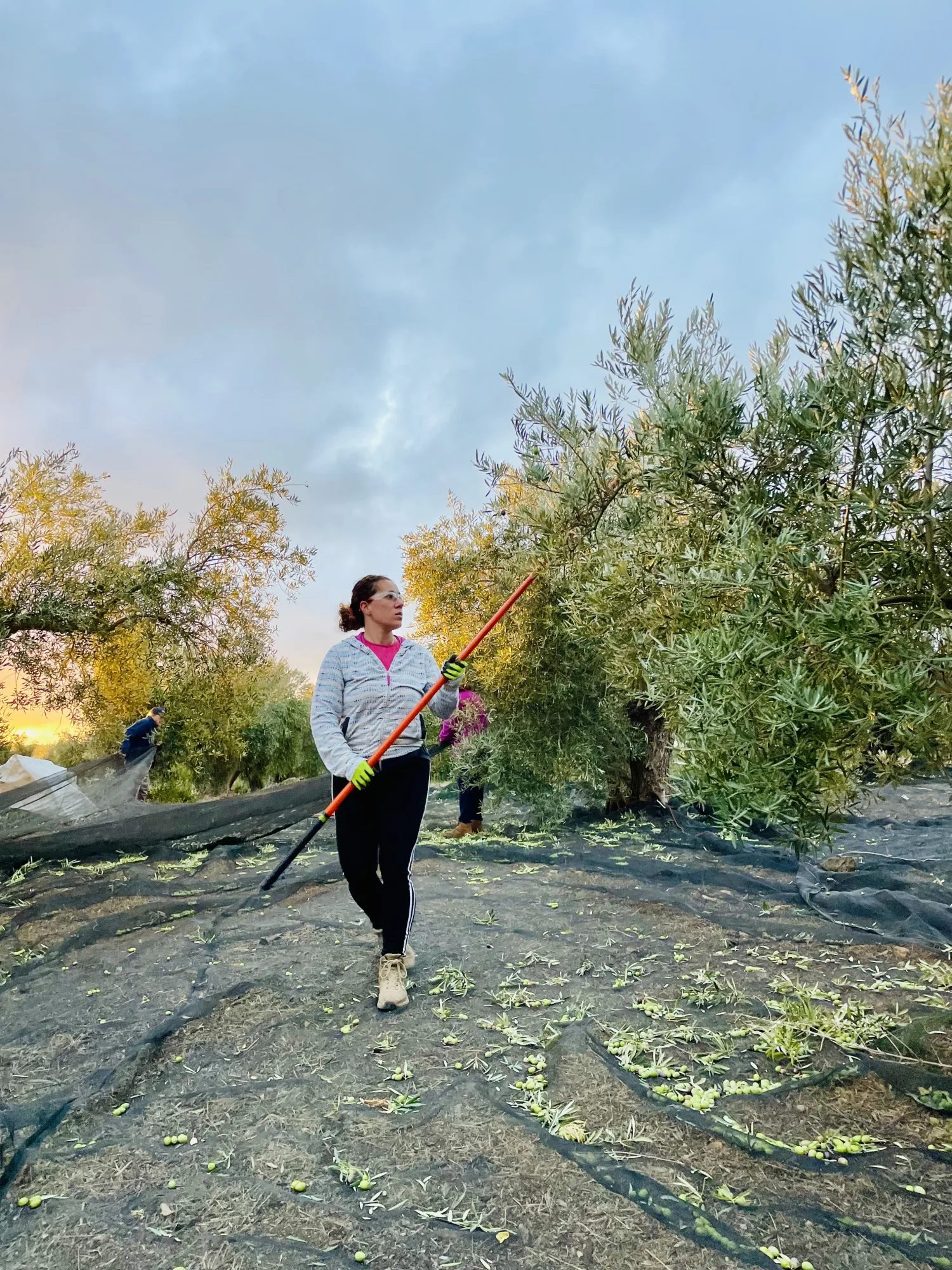 Women leading work in the olive grove