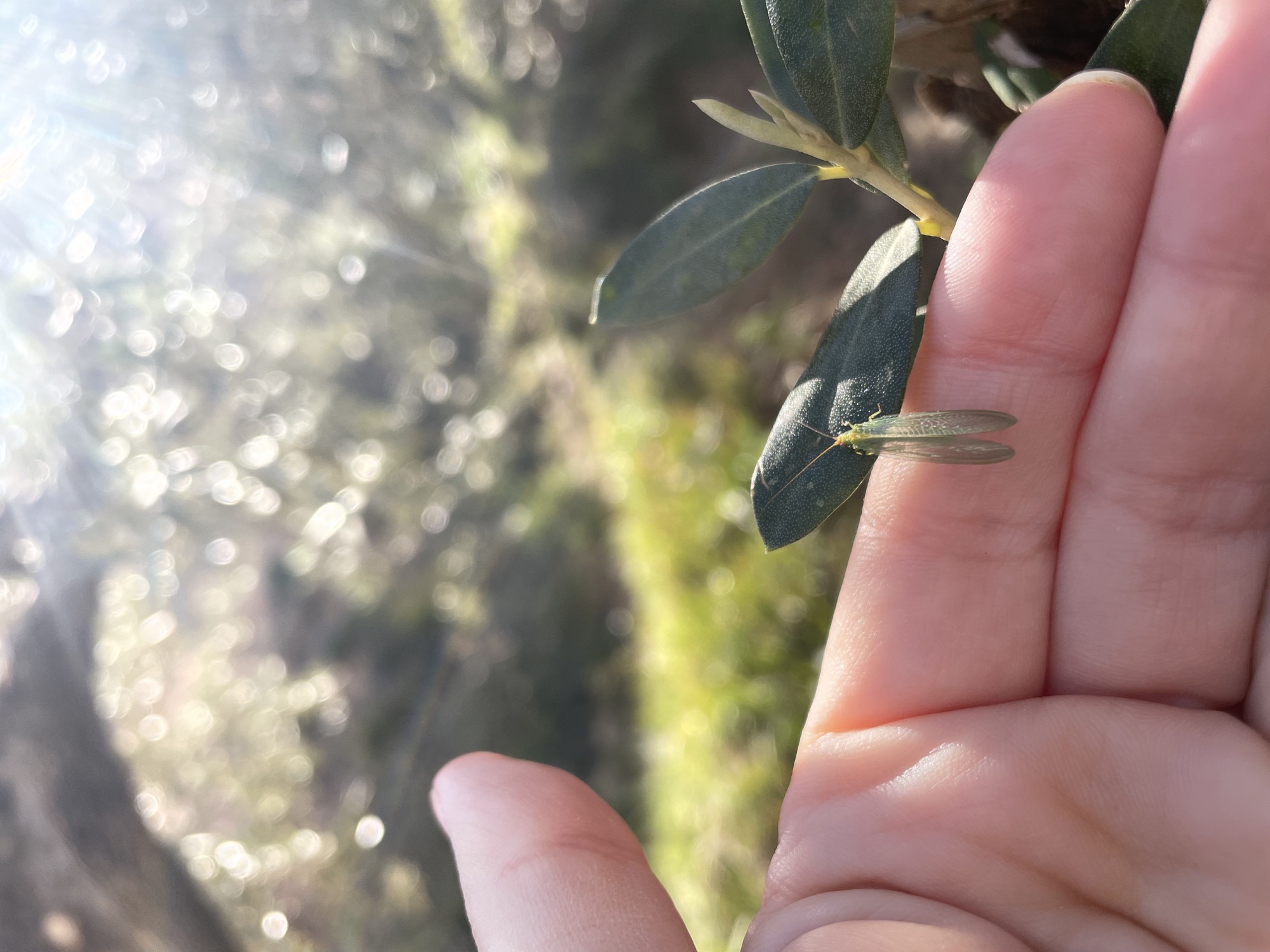 Olive trees and biodiversity structures in the grove