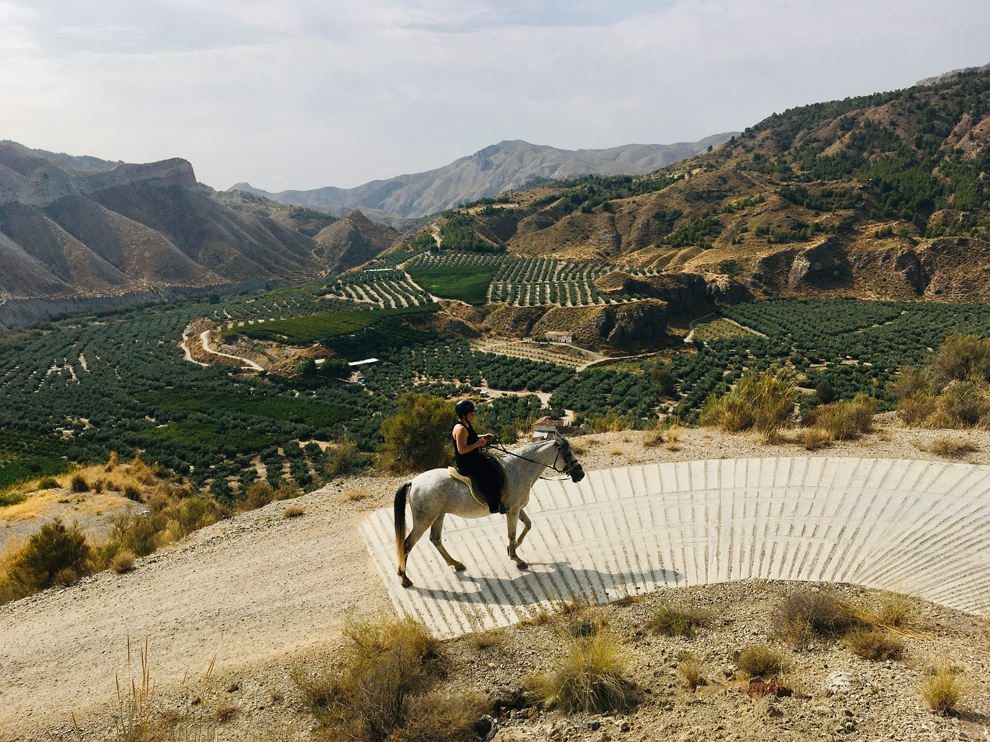 Horseback tour overlooking the olive groves
