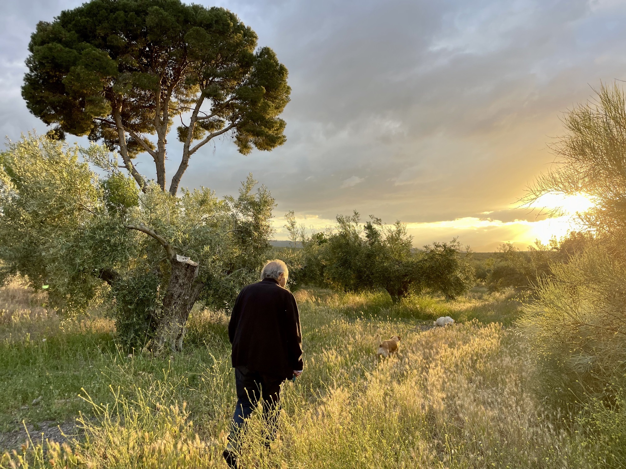 Walking the olive grove at golden hour